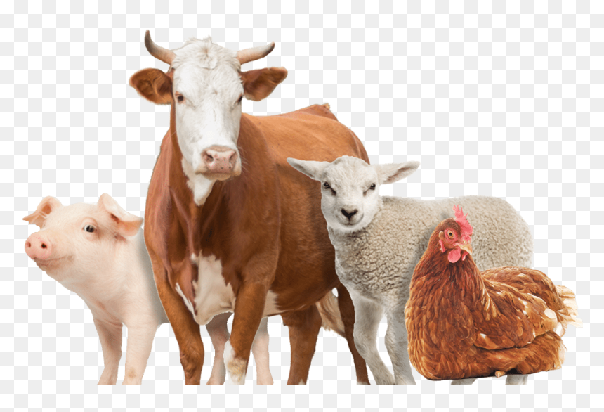 Elga%20Farms